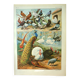 Old lithograph 1921. Dessertenne - Farmyard animals 2 - engraving