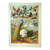 Old lithograph 1921. Dessertenne - Farmyard animals 2 - engraving