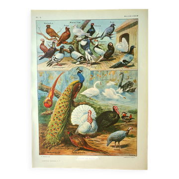 Old lithograph 1921. Dessertenne - Farmyard animals 2 - engraving