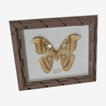 Papillon de nuit Atlas