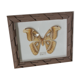 Papillon de nuit Atlas