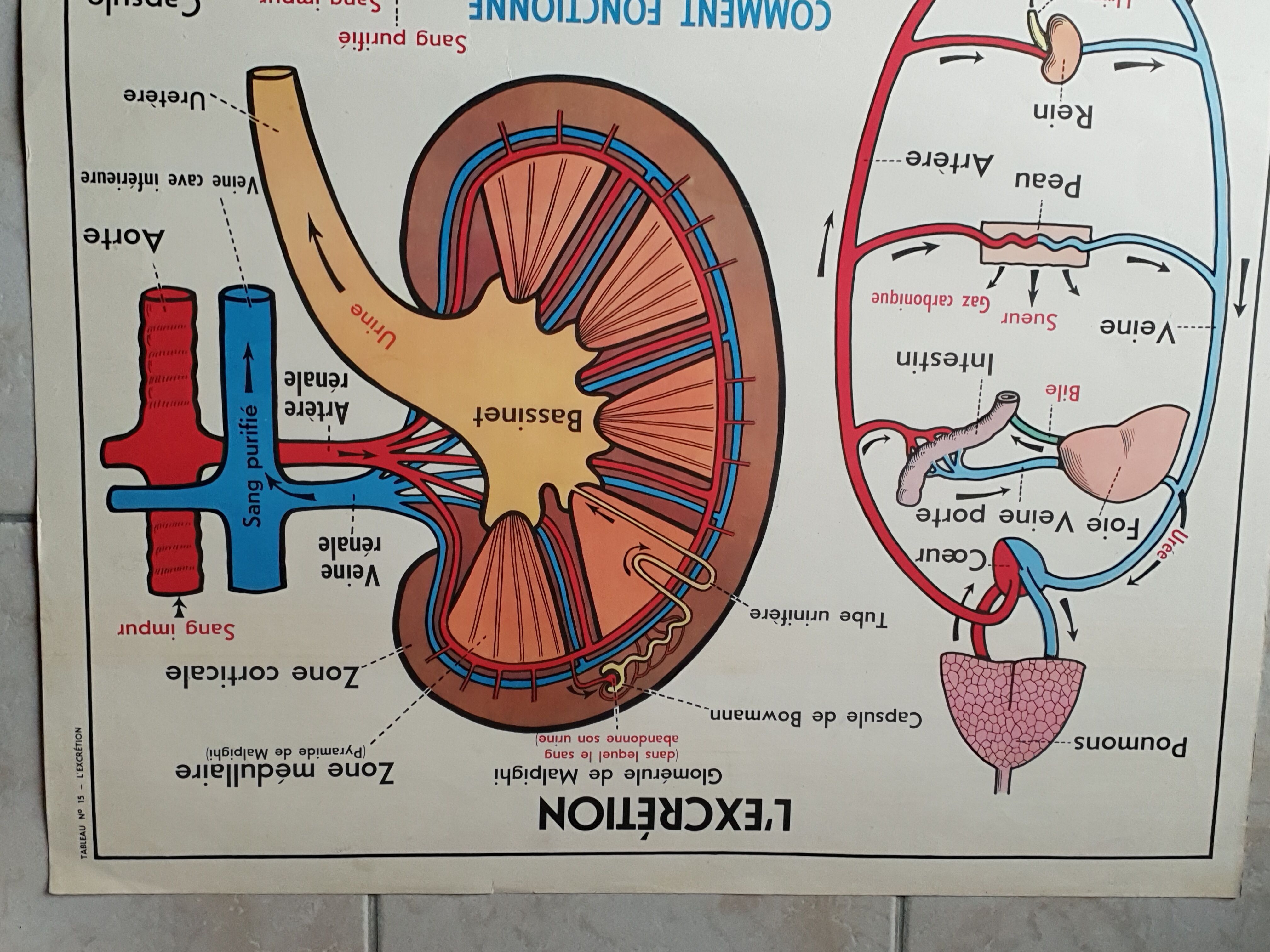 Poster school  excretion & hygiene first aid
