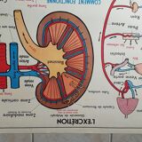 Poster school  excretion & hygiene first aid