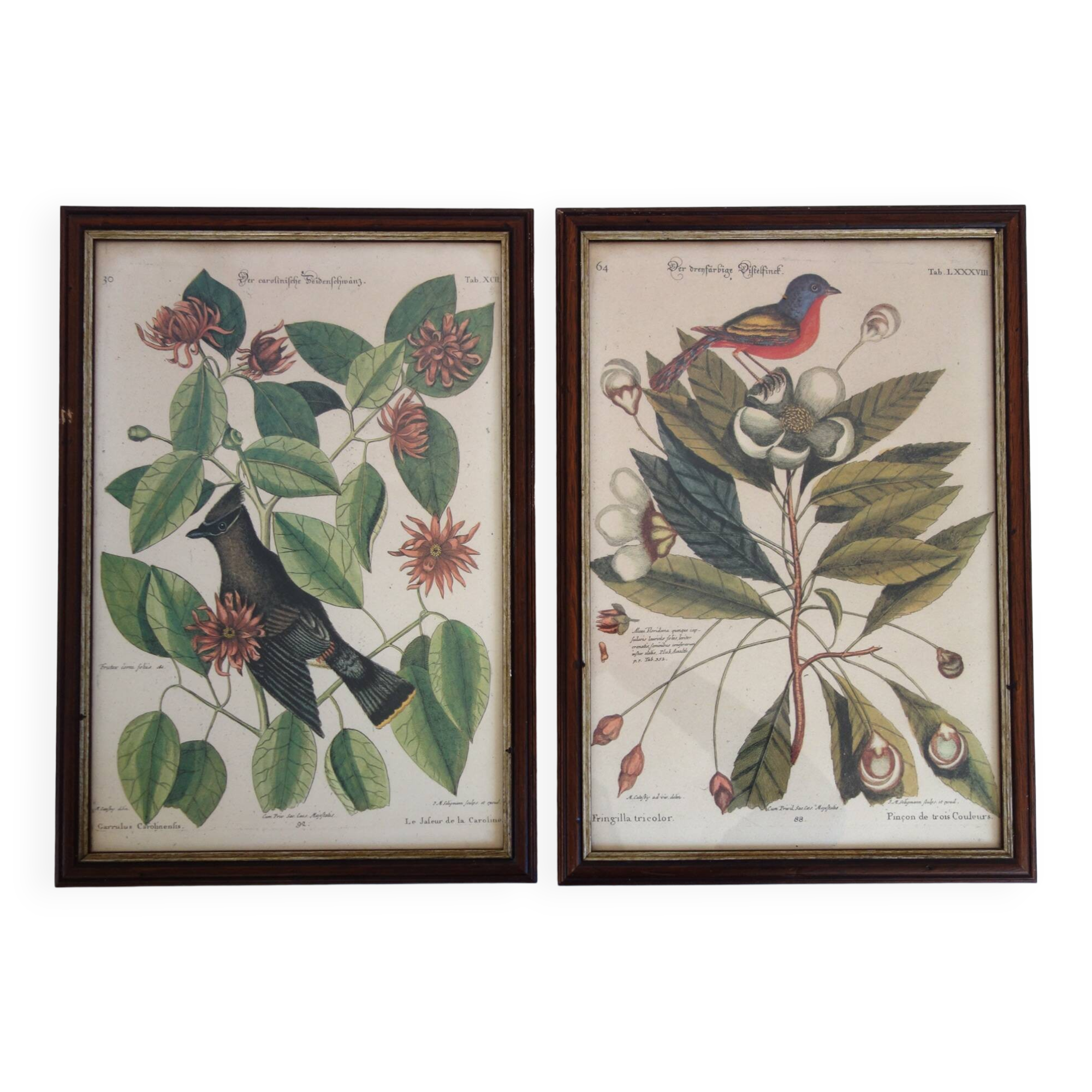 Lot of 2 old bird engravings - zoological plates by Seligmann & Catesby