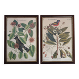 Lot of 2 old bird engravings - zoological plates by Seligmann & Catesby