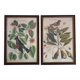 Lot of 2 old bird engravings - zoological plates by Seligmann & Catesby