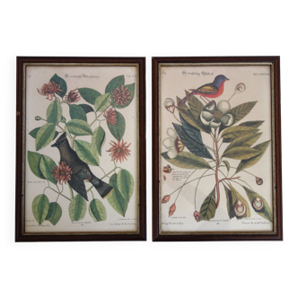 Lot of 2 old bird engravings - zoological plates by Seligmann & Catesby