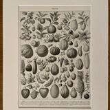 Lithograph on fruits - 1930