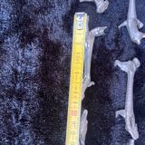 Animal knife holders