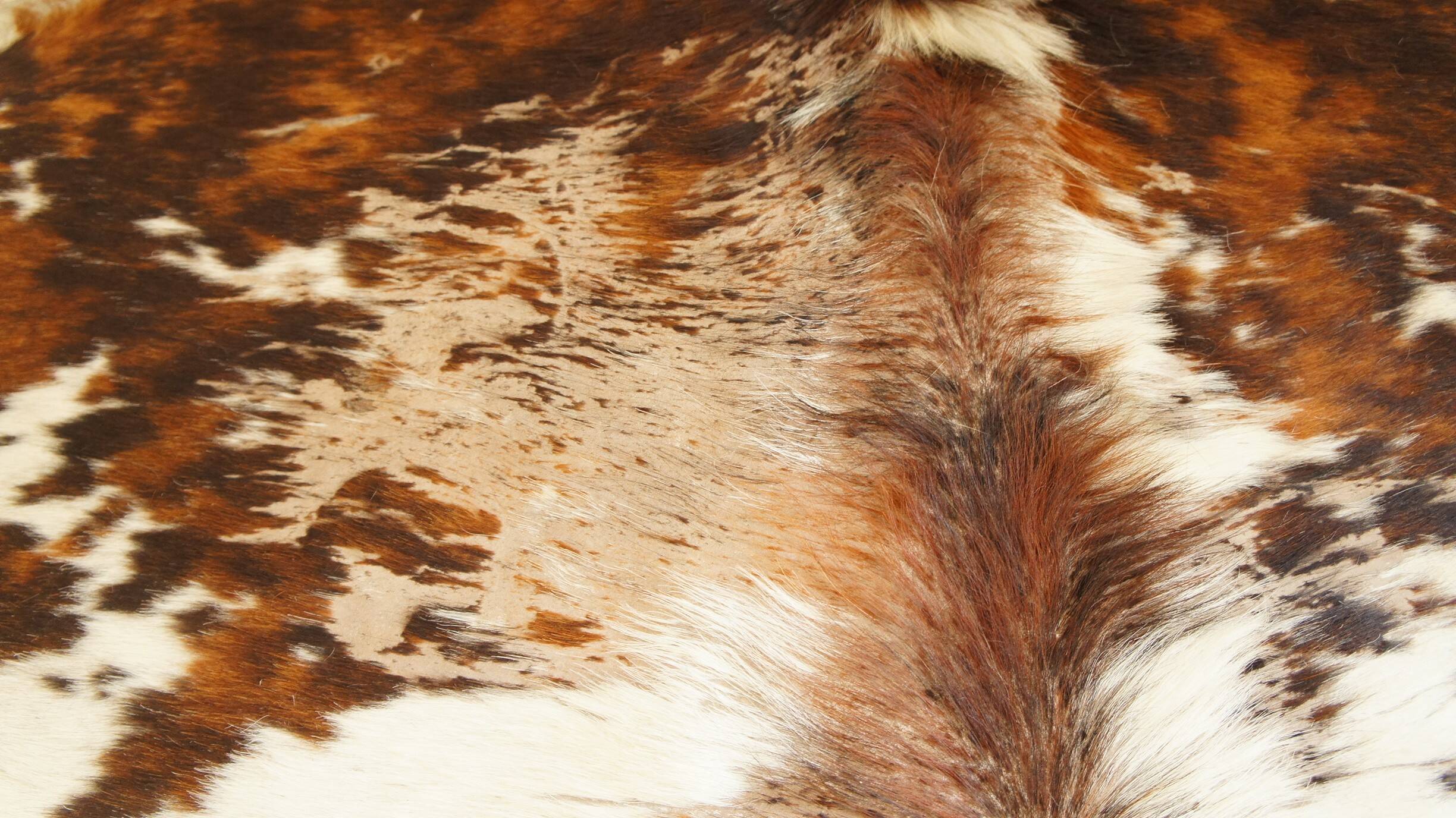 Cowhide rug 1970