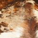 Cowhide rug 1970