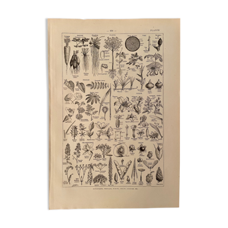 Lithograph engraving on plants from 1922 (botany)