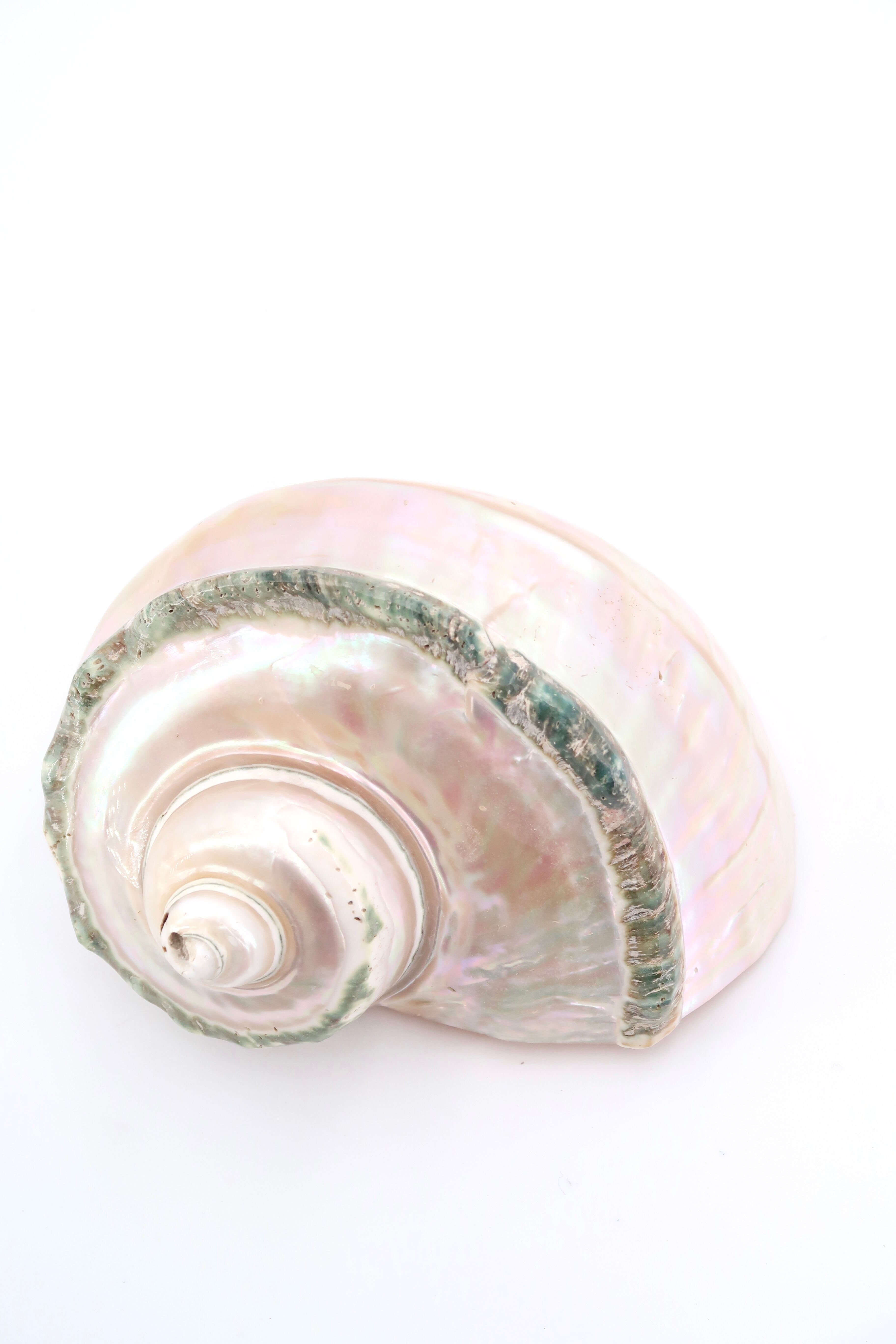 Turbo Marmoratus spiral shell, 60s