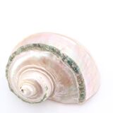 Turbo Marmoratus spiral shell, 60s