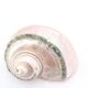 Turbo Marmoratus spiral shell, 60s