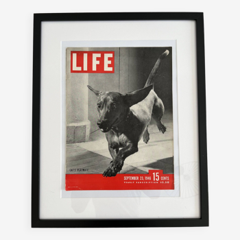 Life magazine couverture encadrée 40s 60s design eames era teckel sausage dog