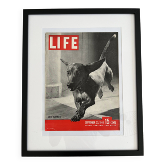 Life magazine framed cover 40s 60s design eames era dachshund sausage dog
