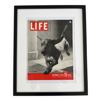 Life magazine couverture encadrée 40s 60s design eames era teckel sausage dog