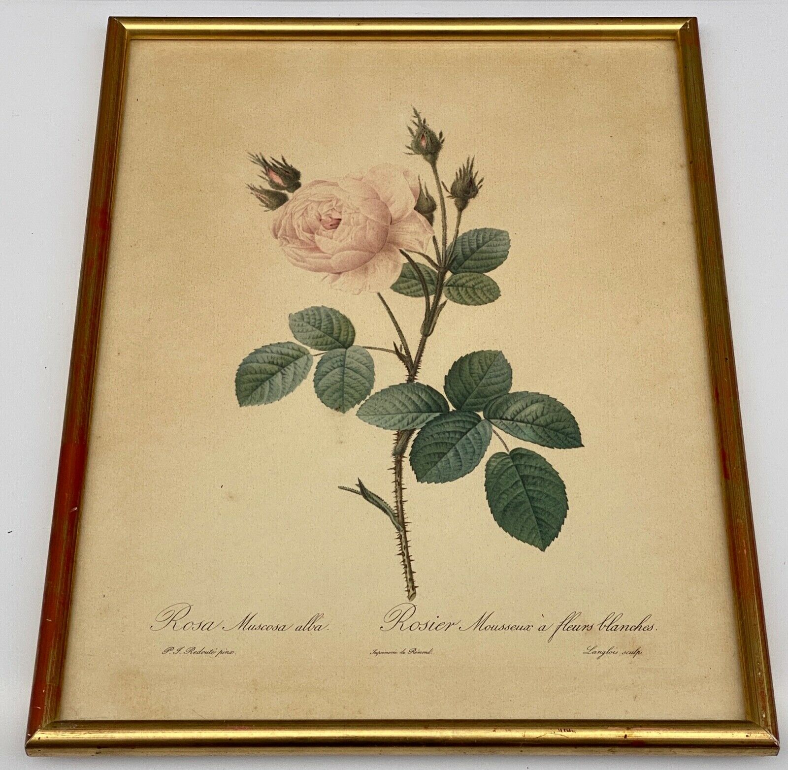 Lithographie rosier redoute Langlois Remond mousseux a fleurs blanches