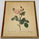 Lithographie rosier redoute Langlois Remond mousseux a fleurs blanches