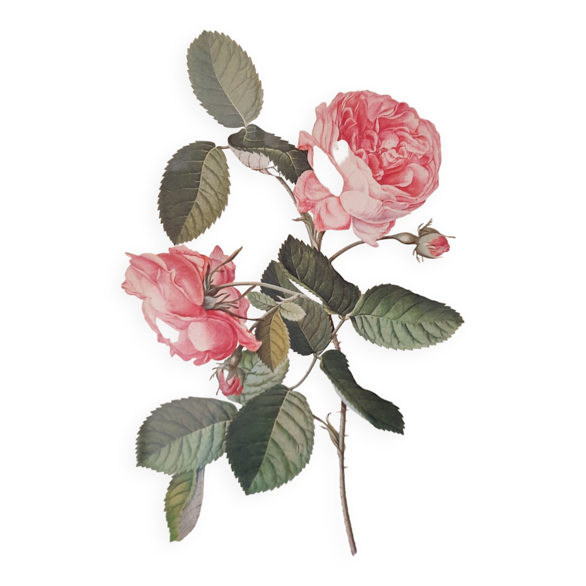 Table engraving Old flower