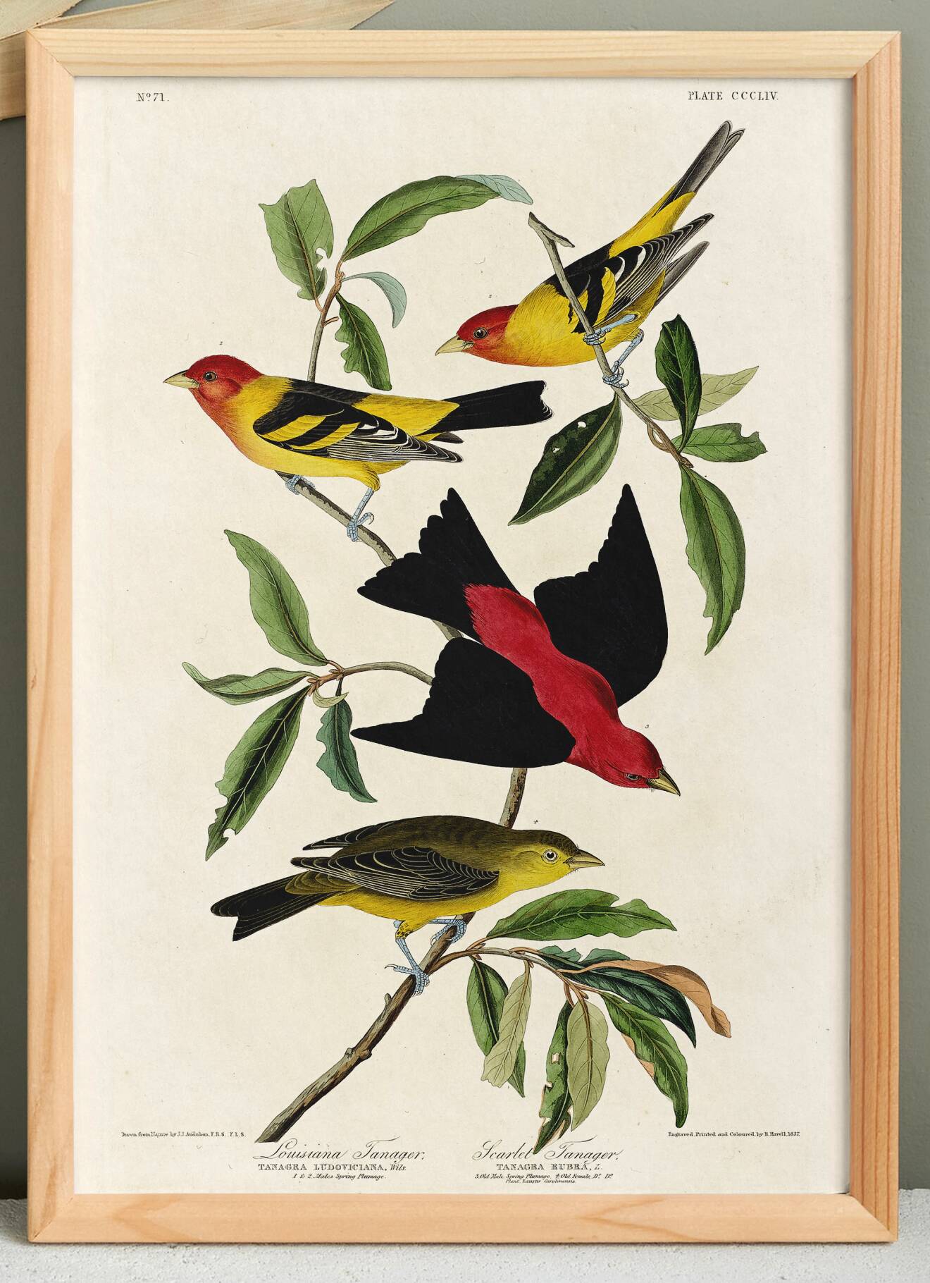 Poster about the Scarlet Tanager, based on an old engraving from 1827.