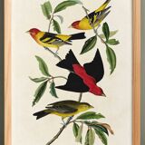 Poster about the Scarlet Tanager, based on an old engraving from 1827.