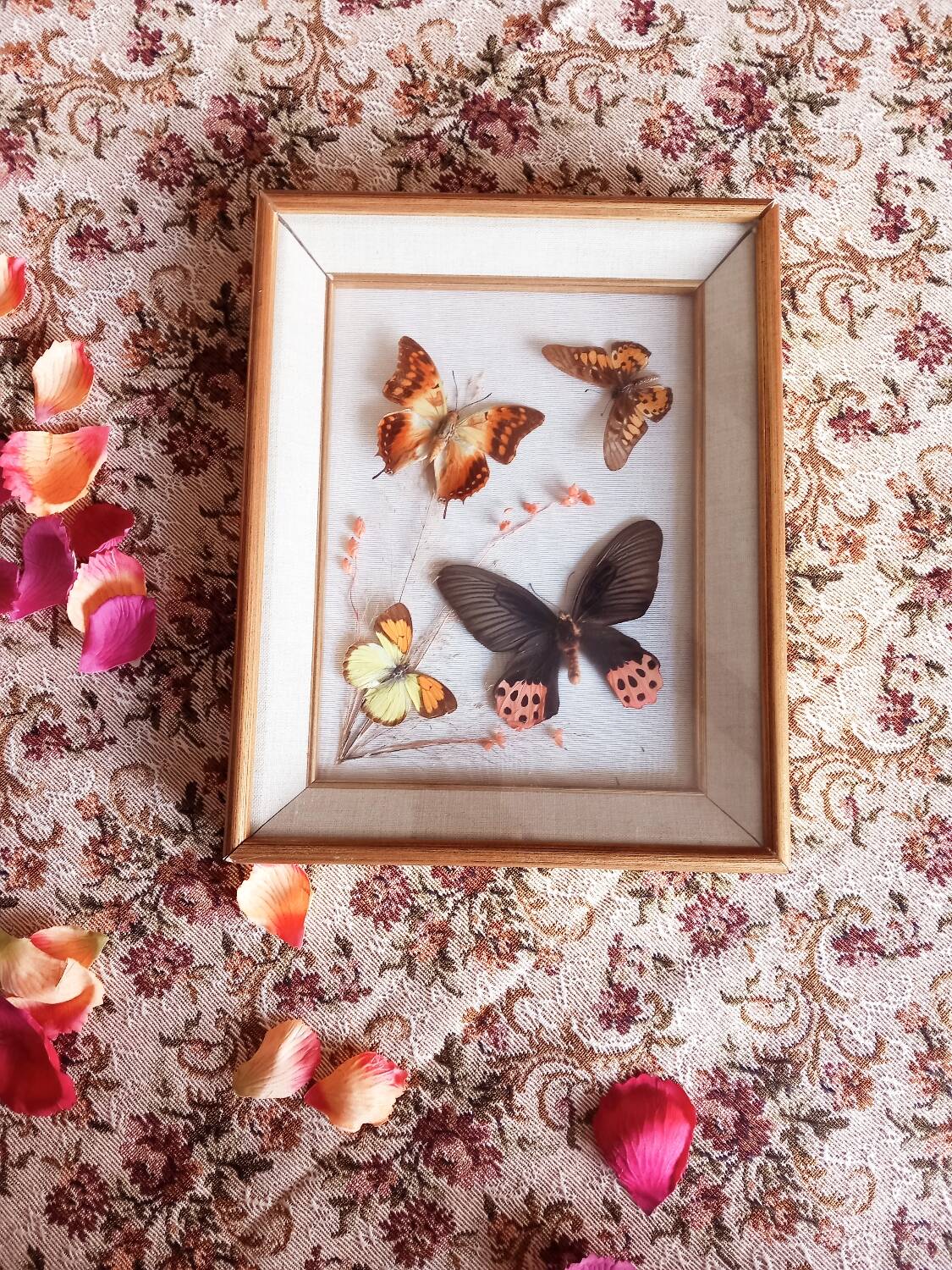 Gilded wooden frame with naturalized butterflies
