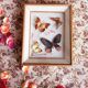 Cadre en bois doré avec papillons naturalisés