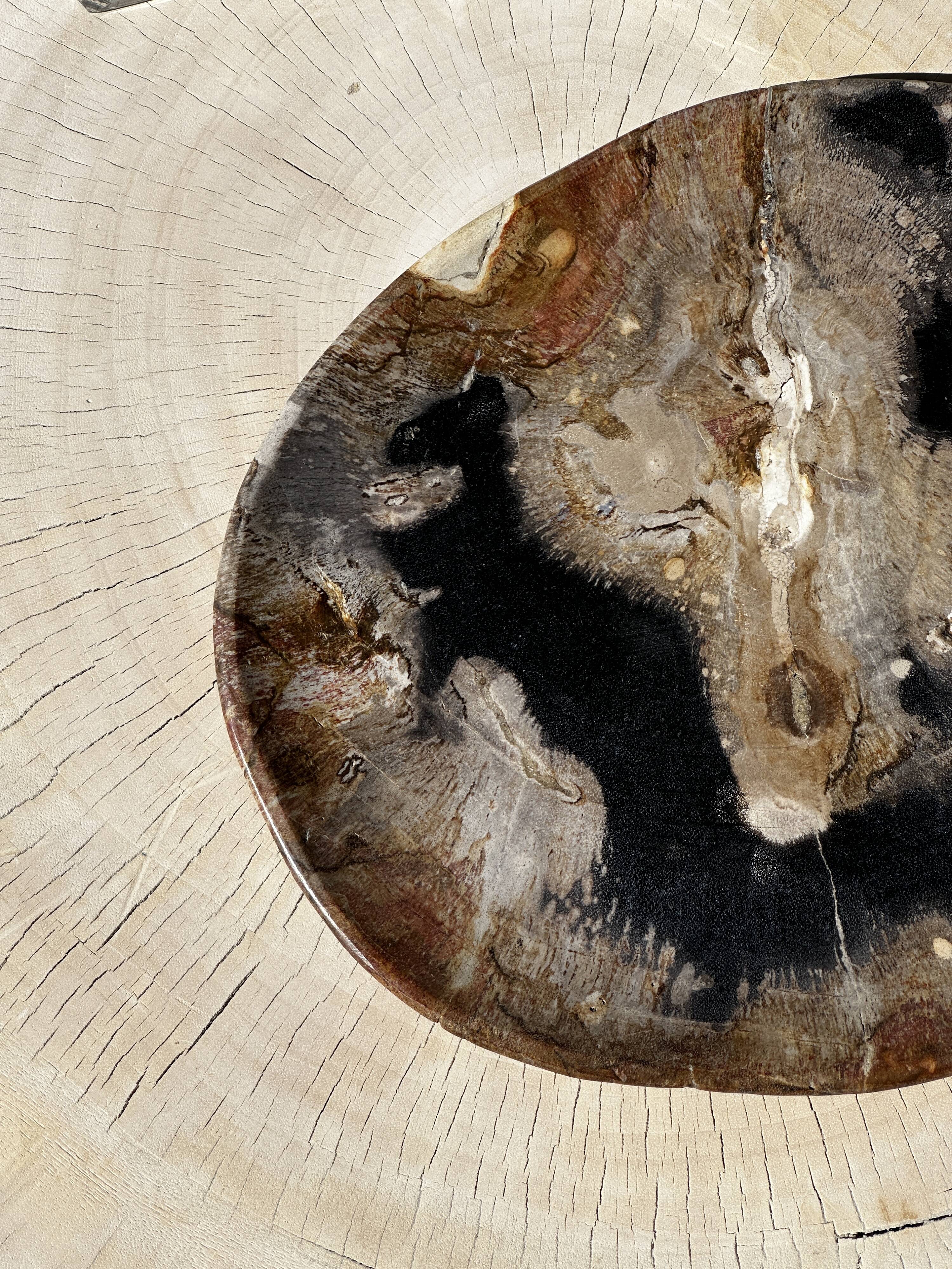 Large empty pocket or dish in petrified wood