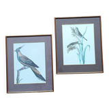 Set of 2 old bird frames, vintage ornithological paintings