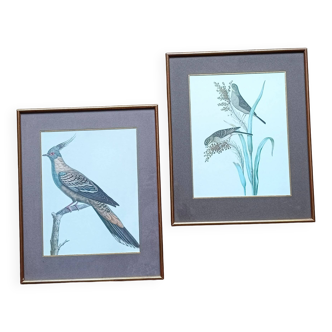 Set of 2 old bird frames, vintage ornithological paintings
