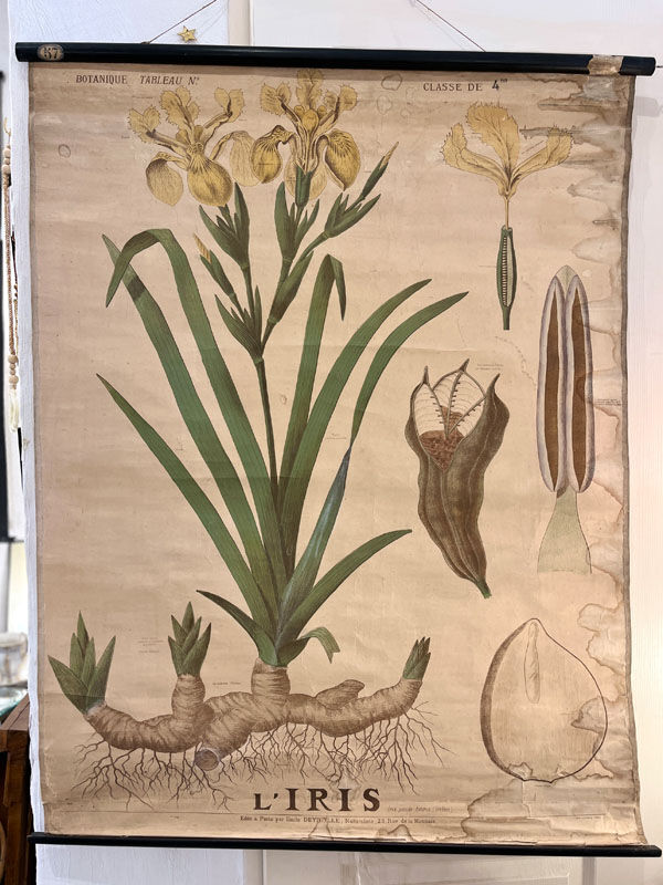 Ancienne planche de botanique de la maison Deyrolle “L’Iris”