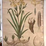 Old botanical plate from the Deyrolle house “L'Iris”