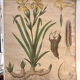 Old botanical plate from the Deyrolle house “L'Iris”
