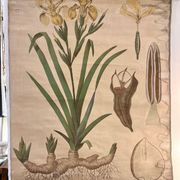 Ancienne planche de botanique de la maison Deyrolle “L’Iris”