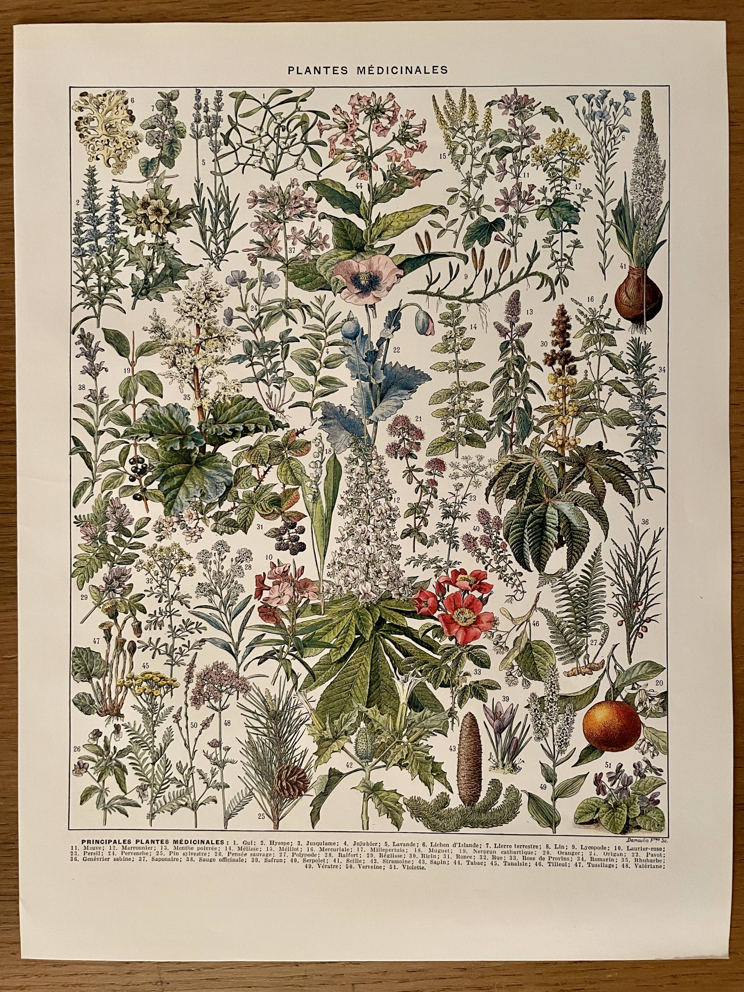 Lithograph on medicinal plants (mistletoe) - 1930