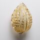 Carl Fagerlund seashell wall lamp