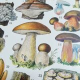 Lithograph on mushrooms from 1928 "cep"