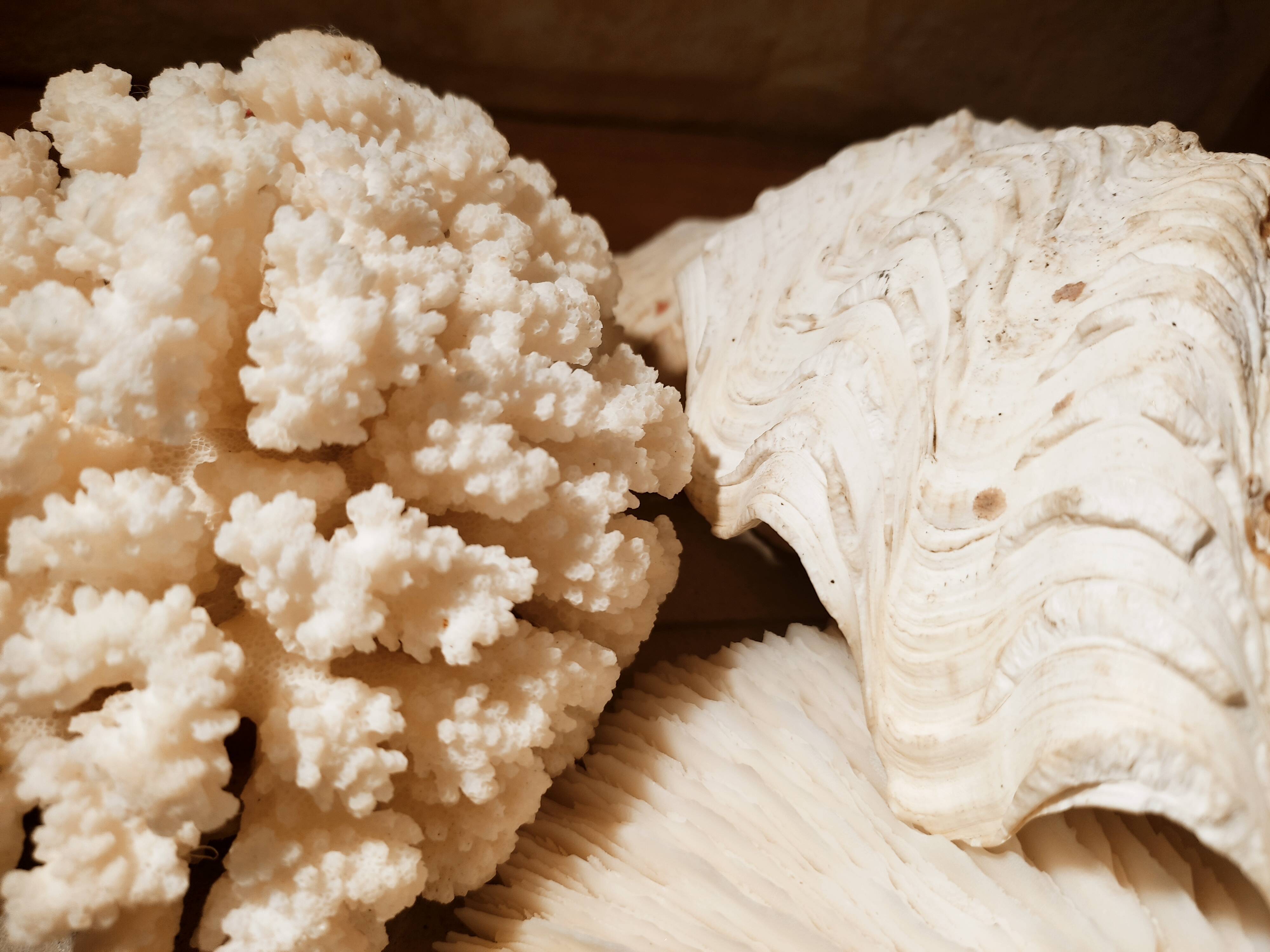 Corals and shellfish