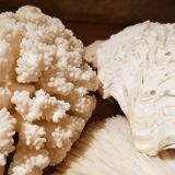 Corals and shellfish