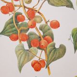 Tamier botanical plank