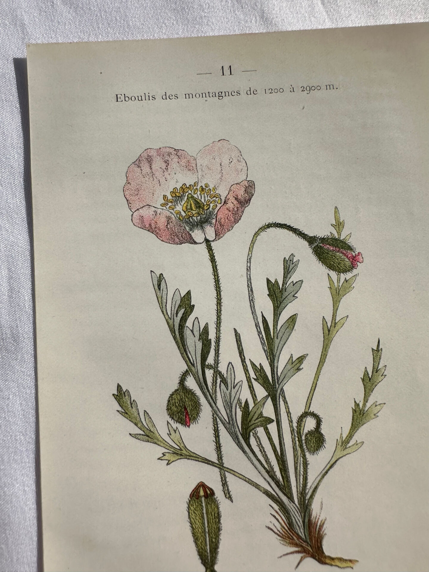 Naturalist Plate – 19th Century Botanical Engraving, Double-Sided