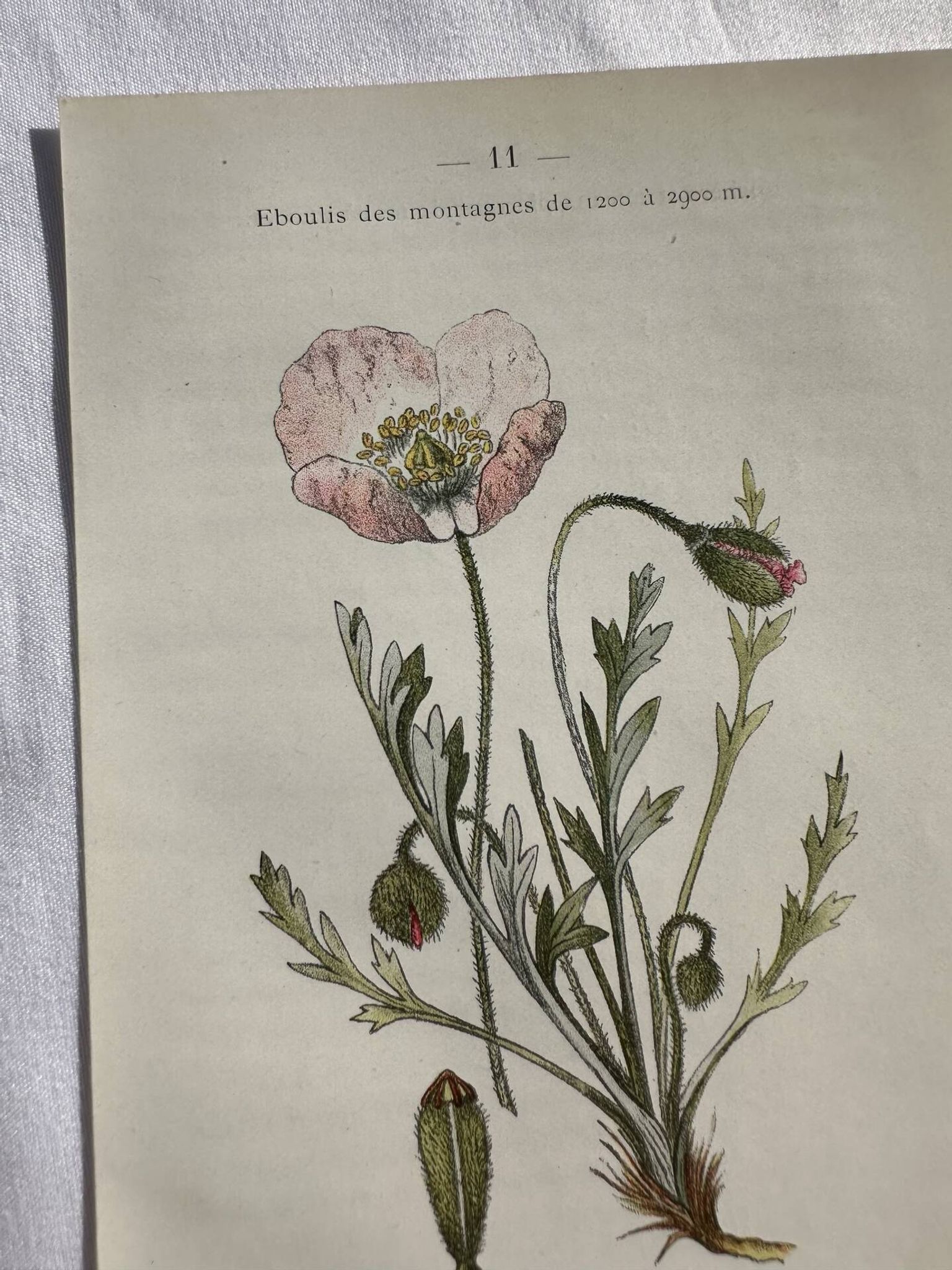 Naturalist Plate – 19th Century Botanical Engraving, Double-Sided