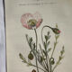 Naturalist Plate – 19th Century Botanical Engraving, Double-Sided