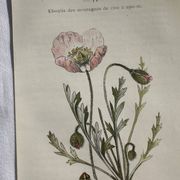 Naturalist Plate – 19th Century Botanical Engraving, Double-Sided