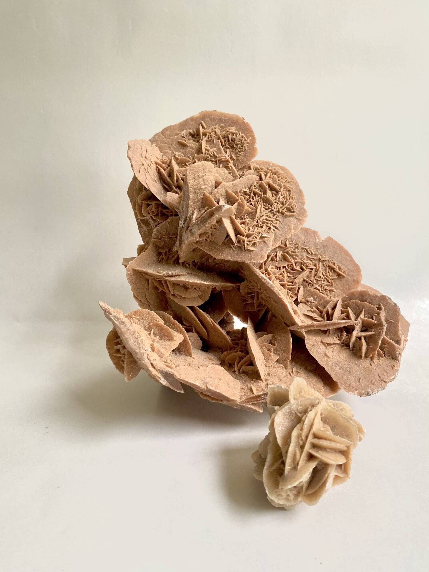 Sand rose 23 cm