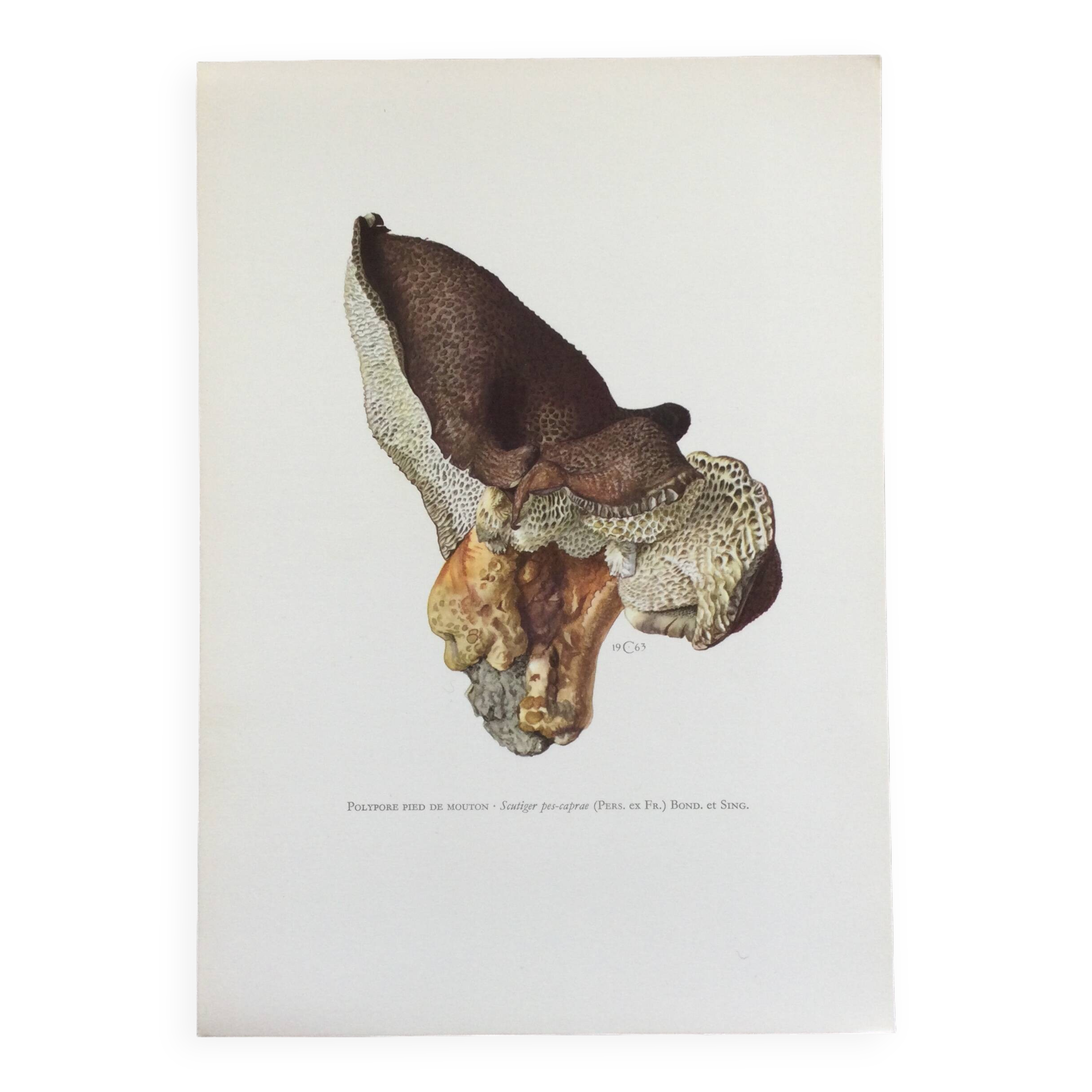 Botanical Illustration Polypore Mushroom Vintage Print 60s