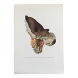 Botanical Illustration Polypore Mushroom Vintage Print 60s