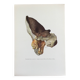 Botanical Illustration Polypore Mushroom Vintage Print 60s